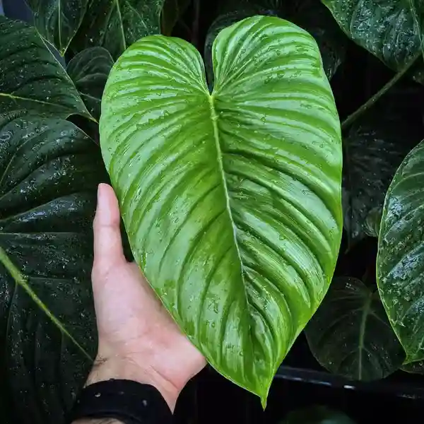 Philodendron Rubrocinctum