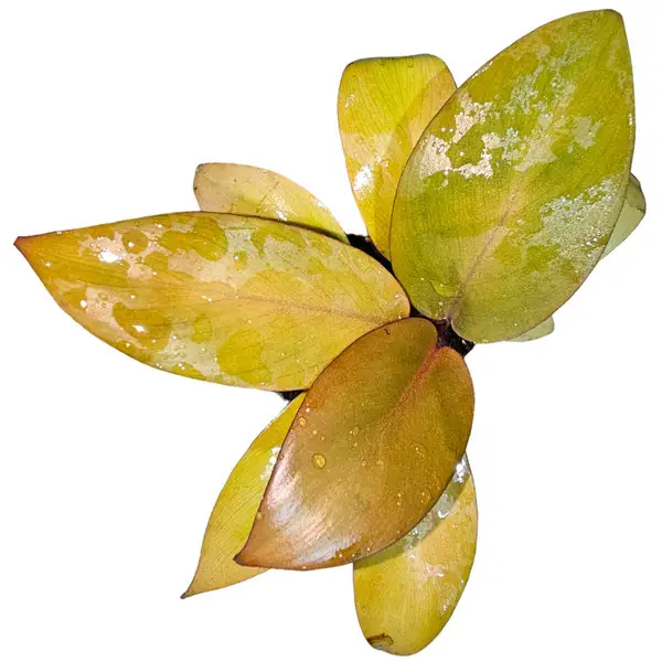 Philodendron gold cardinal