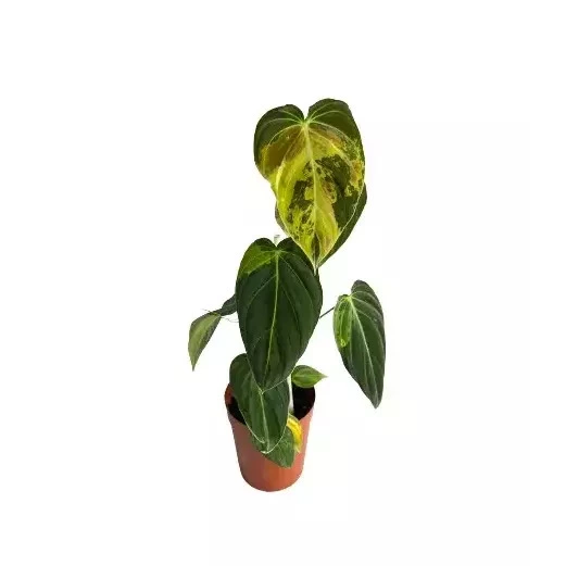 Philodendron Melanochrysum Variegated