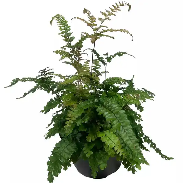 Adiantum hispidulum - Rosy Maidenhair Fern