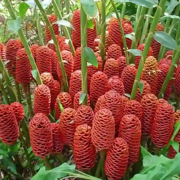 Zingiber spectabile 'Giant Orange Beehive'