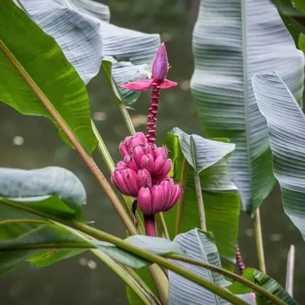 MUSA VELUTINA Hairy Banana