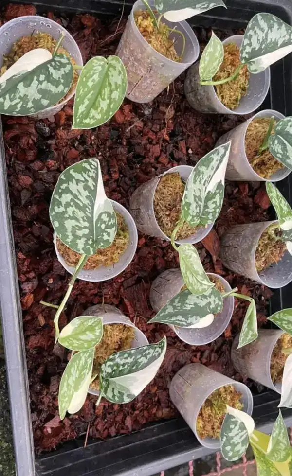 SCINDAPSUS MAYARI VARIEGATED - Rare - Image 2