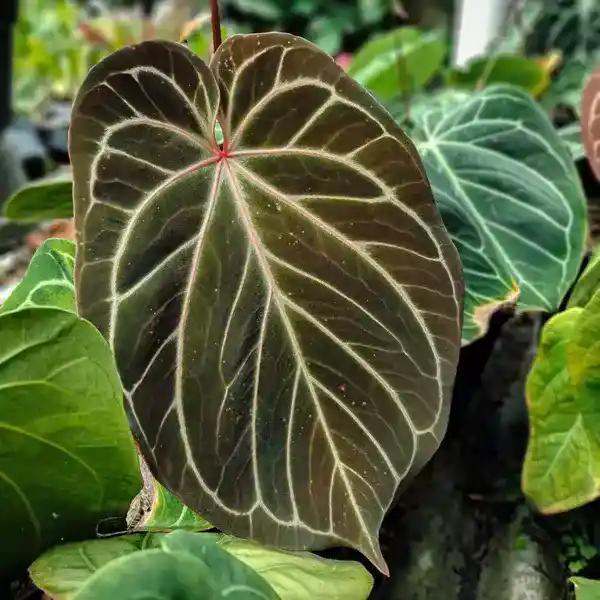 Anthurium Hu x Red
