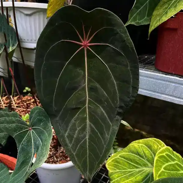 anthurium red spider