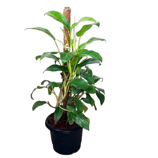 philodendron ceylon green