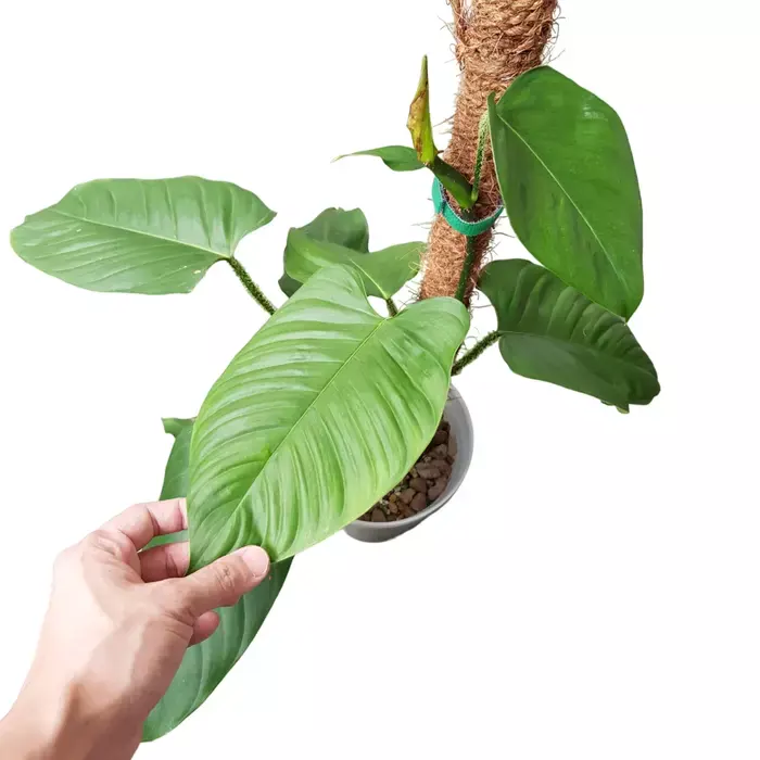 Philodendron Genevieveanum