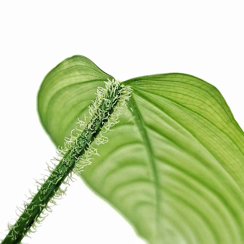 Philodendron Genevieveanum