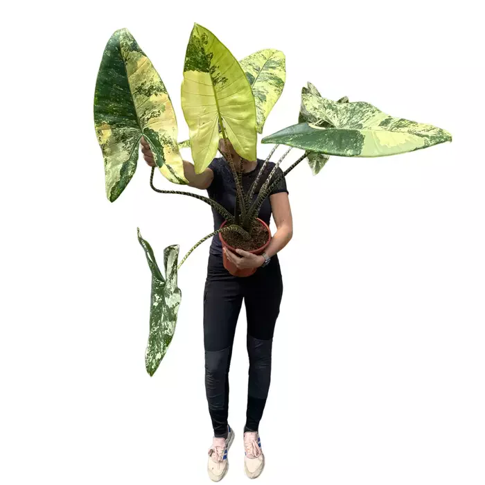 Alocasia Zebrina Variegated