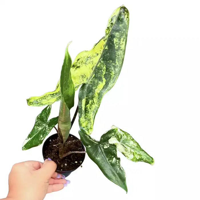 Alocasia Zebrina Variegated