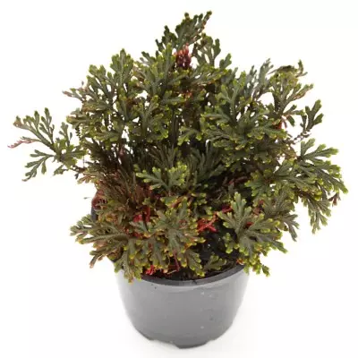 Selaginella Erythropus