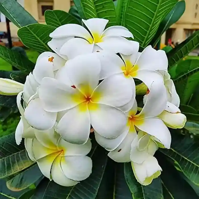 plumeria /champa flower plants