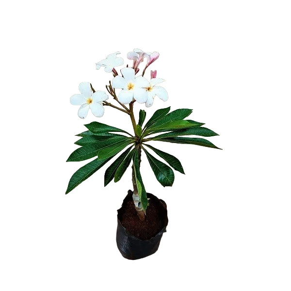 PLUMERIA /CHAMPA FLOWER PLANT