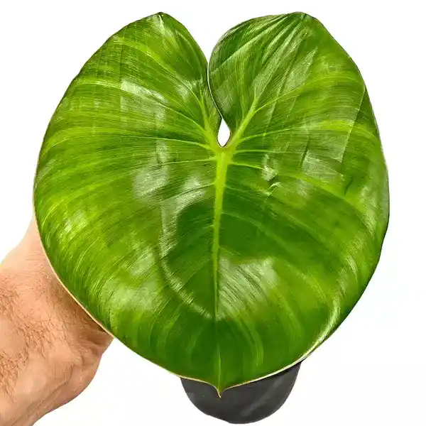 Philodendron ricardoi