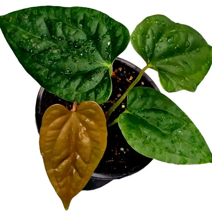 Anthurium 'Eternal Night' Mutant (Luxurians x Papillilaminum)