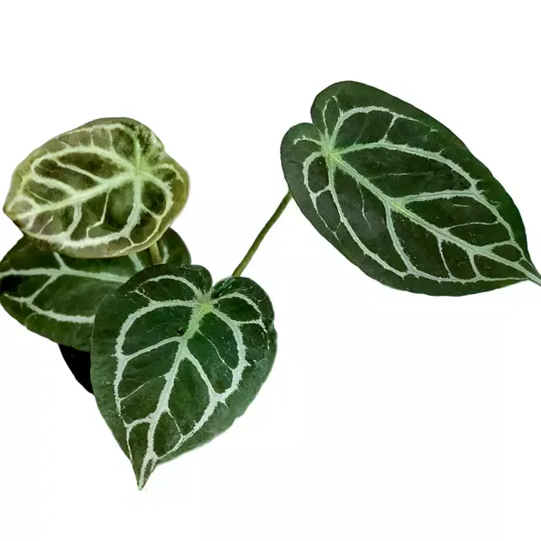 ANTHURIUM DRESSLERI X FORGETII