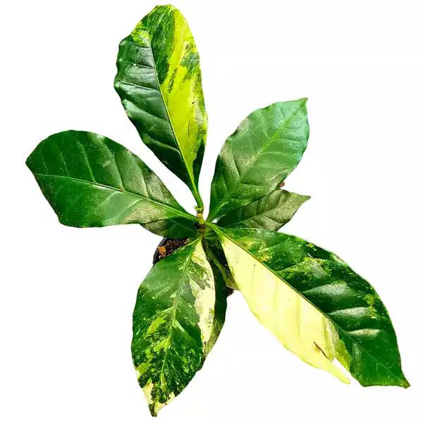 Variegated coffee plant