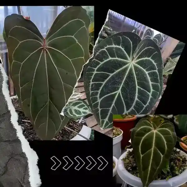 (Papi unique veins x Crystall Hyb)