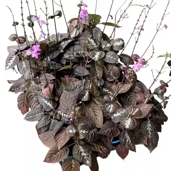 Pseuderanthemum alatum