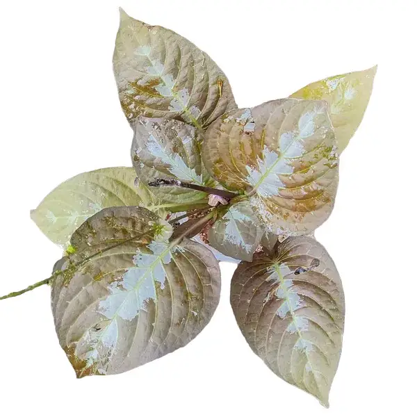 Pseuderanthemum alatum