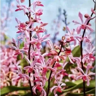 Arachnostylis Chorchalood