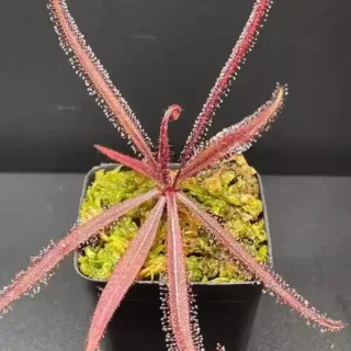 Drosera Adeale