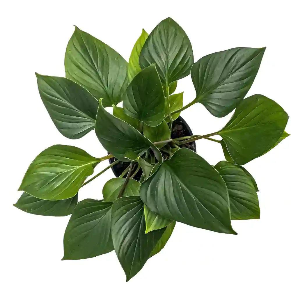 Homalomena Emerald Gem