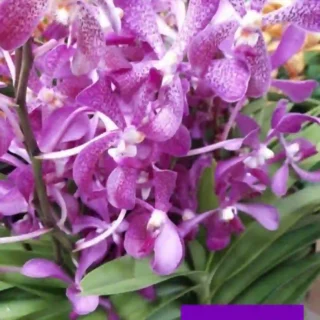 MM-033~Mokara Matured Plant(Jairak Blue)