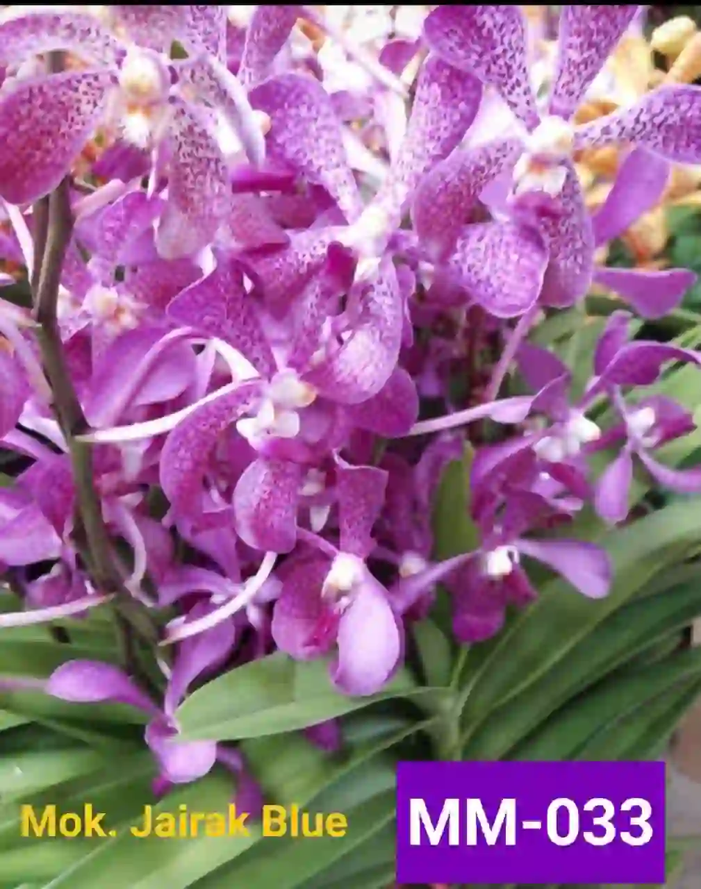 MM-033~Mokara Matured Plant(Jairak Blue)