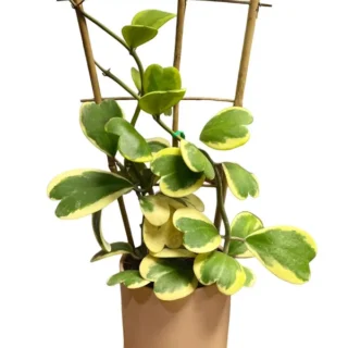 Hoya Kerrii 'Variegated'