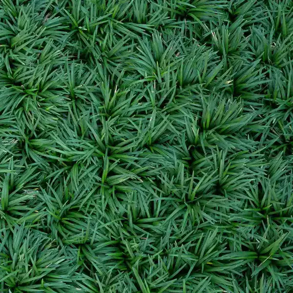 Dwarf Mondo Grass