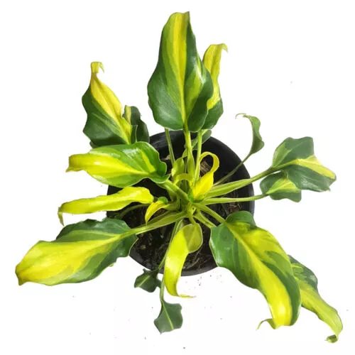 Philodendron Xanadu Variegated