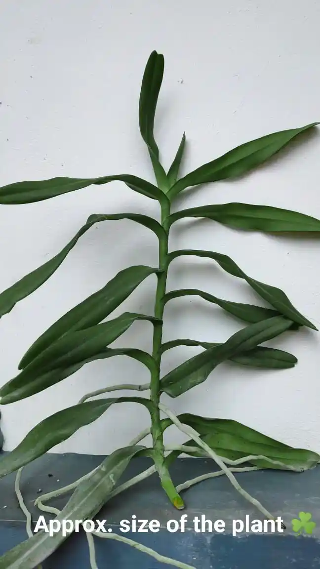 Arachnostylis Chorchalood