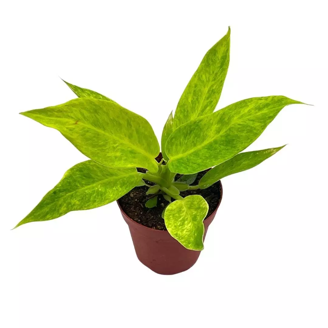 Philodendron calkins gold