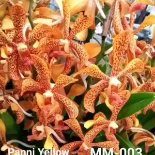 MM-003~Mokara Matured Plant(Panni Yellow)