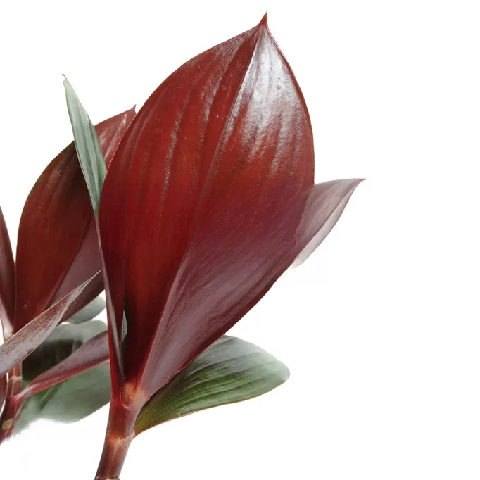 Costus erythrophyllus rubra 'Oxblood ginger'