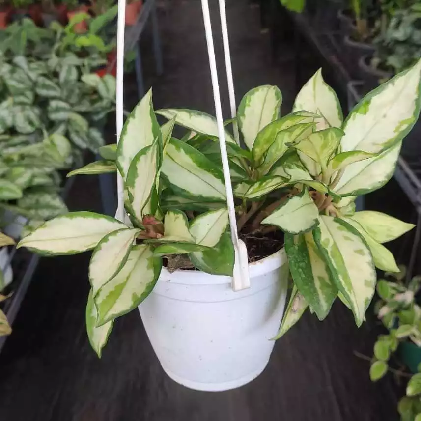 Hoya Carnosa ‘Tricolor’ Hanger