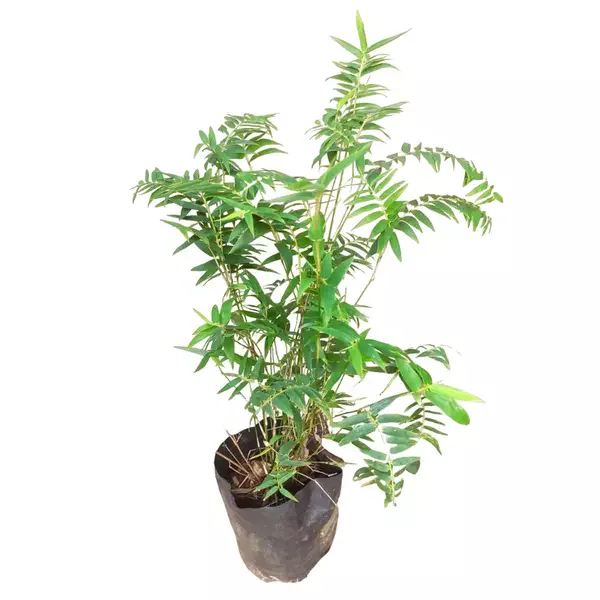 Miniature dwarf bamboo plant