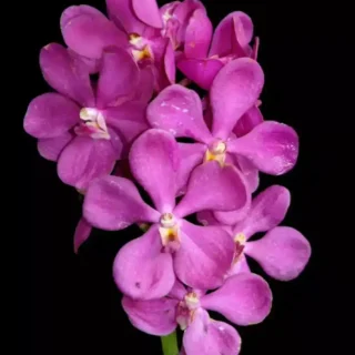 MM-034~Mokara Matured Plant(Calipso Jumbo)