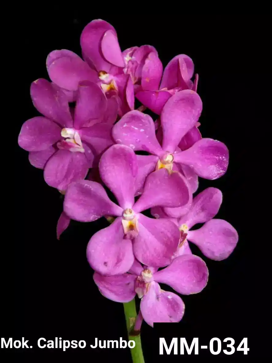 MM-034~Mokara Matured Plant(Calipso Jumbo)