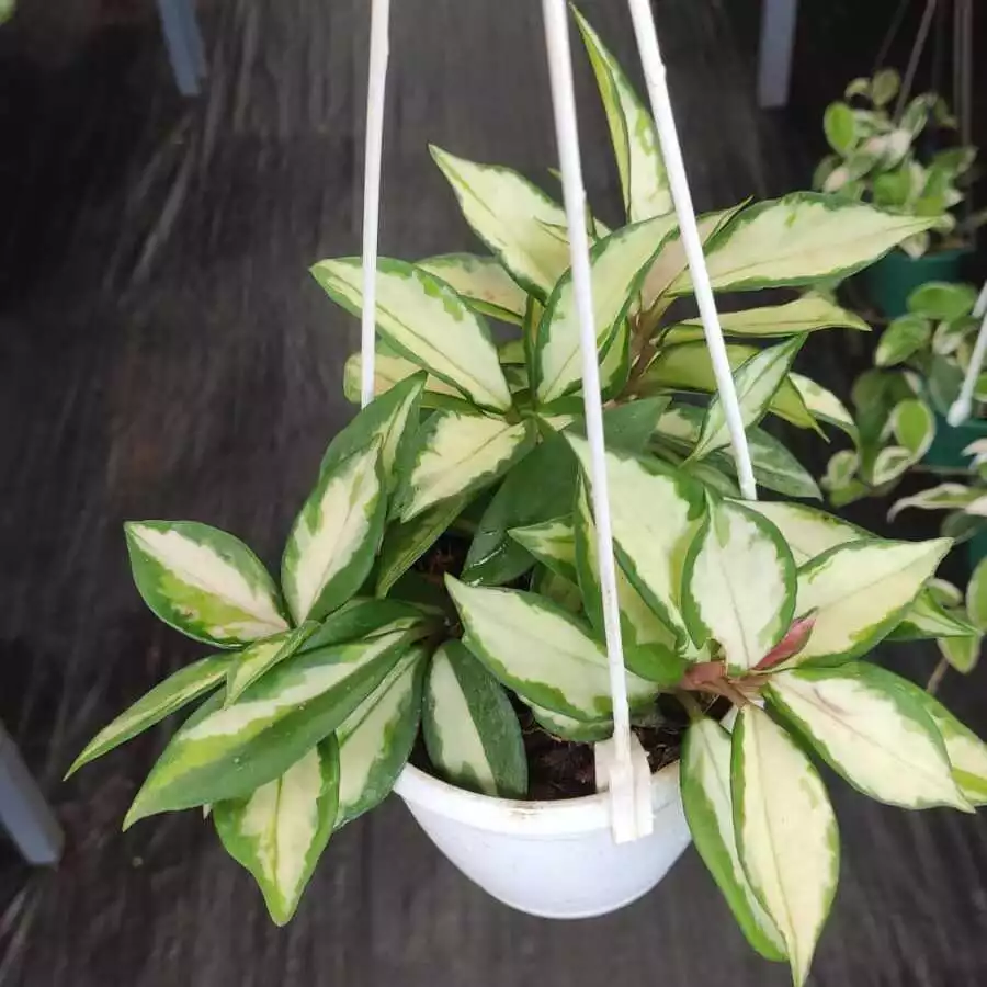 Hoya Carnosa ‘Tricolor’ Hanger