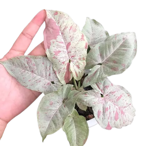 Syngonium 'Pink Spot' - Rare - Image 2