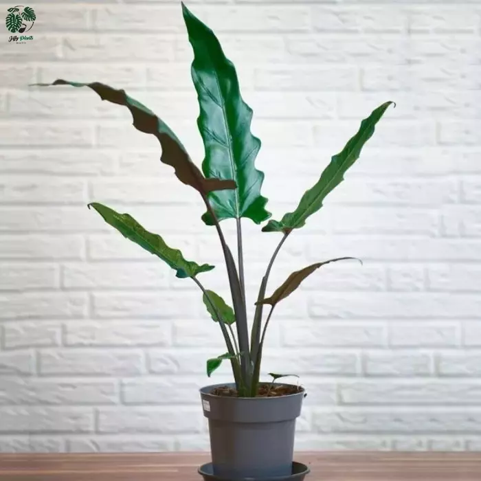 Alocasia Lauterbachiana