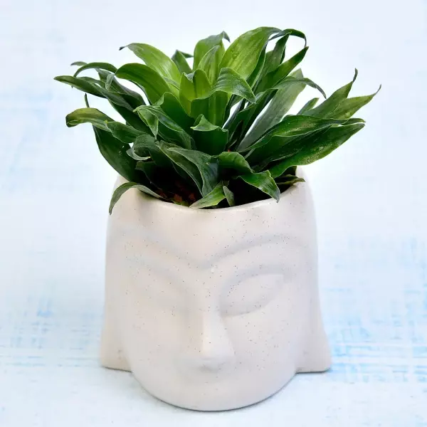 Dwarf Dracaena Compacta Plant