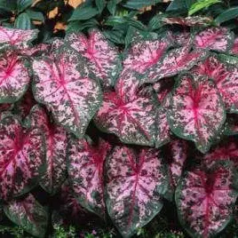 Caladium Carolyn Wharton