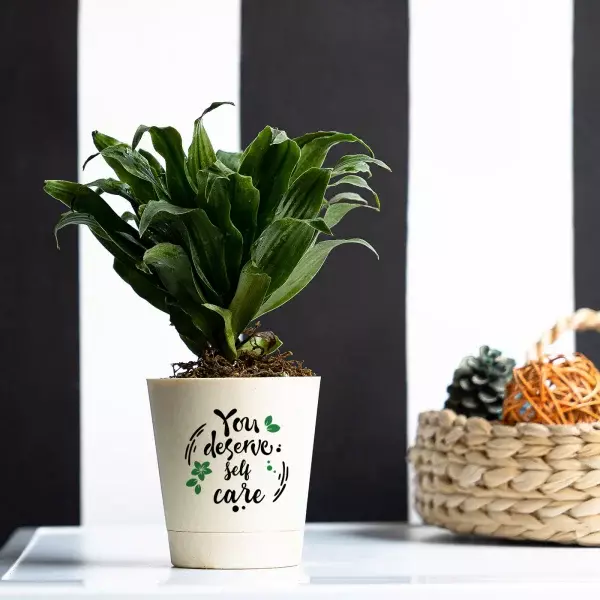 Dwarf Dracaena Compacta Plant