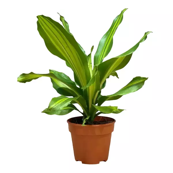 Dracaena fragrans 'Massangeana'