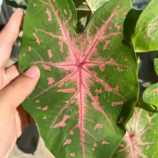 Caladium Pink vein with pink dot