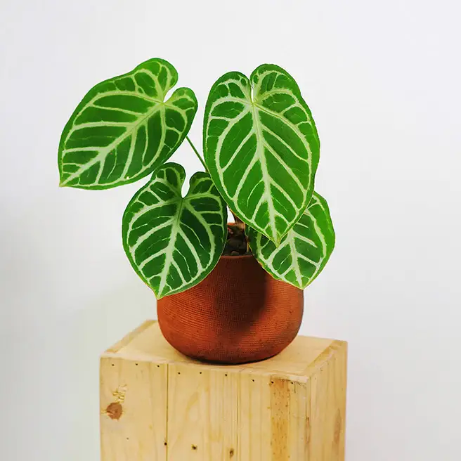 Anthurium Crystallinum ‘Black Crystal'