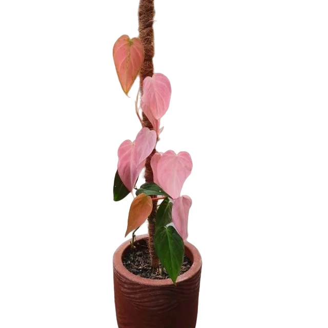 Philodendron Mican Pink Variegated
